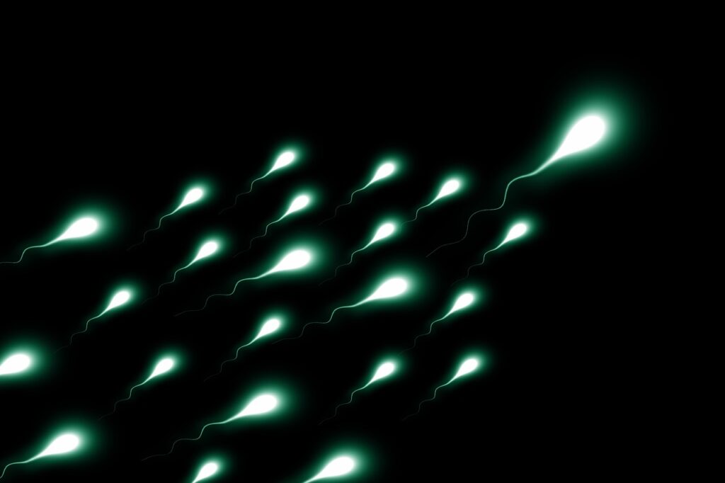 spermatozoi e infertilità maschile